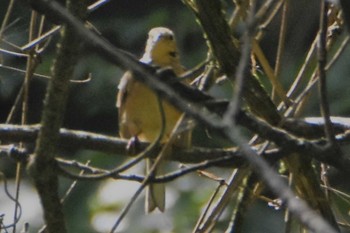 Meadow Bunting 南阿蘇ビジターセンター Wed, 9/18/2019