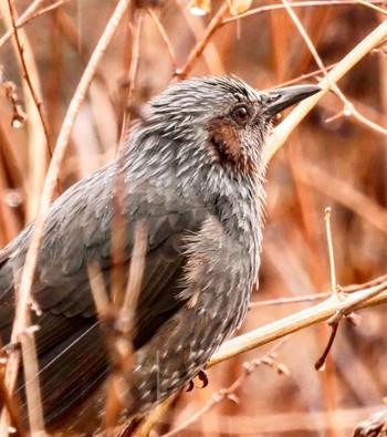 Brown-eared Bulbul 熊本県阿蘇市一の宮町 Sat, 2/10/2018