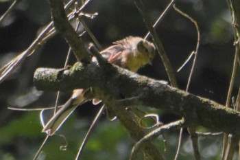 Meadow Bunting 南阿蘇ビジターセンター Wed, 9/18/2019