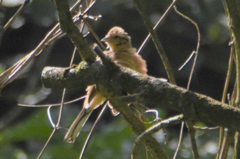 Meadow Bunting 南阿蘇ビジターセンター Wed, 9/18/2019