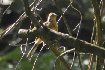 Meadow Bunting 南阿蘇ビジターセンター Wed, 9/18/2019