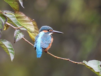 Common Kingfisher 早川 Sat, 10/8/2022