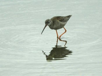 2022年10月9日(日) 大阪南港野鳥園の野鳥観察記録