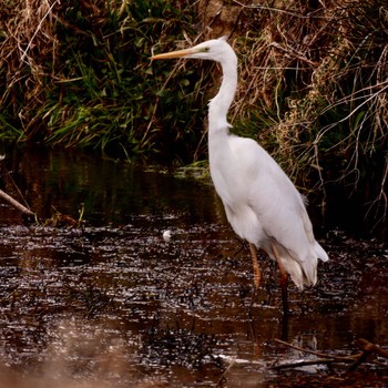 Great Egret 熊本県阿蘇市一の宮町 Wed, 2/7/2018