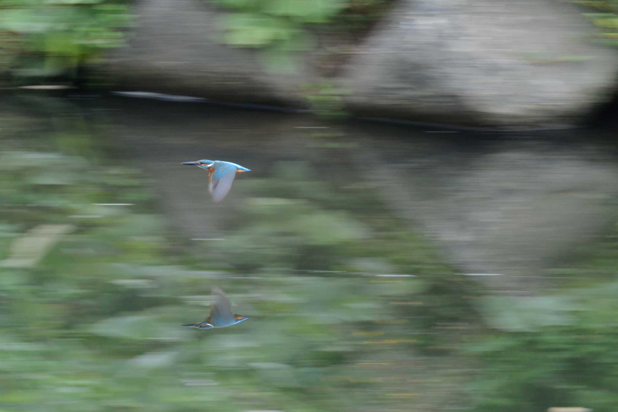 Photo of Common Kingfisher at 海蔵川 by sword-fish8240