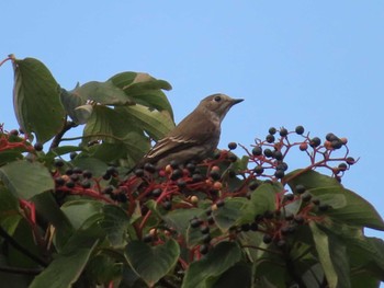 2022年10月16日(日) 座間谷戸山公園の野鳥観察記録