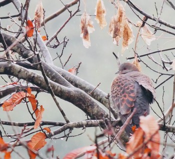 Oriental Turtle Dove 熊本県阿蘇市一の宮 Sat, 2/10/2018