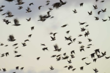 White-cheeked Starling 三重県四日市市 Fri, 10/14/2022