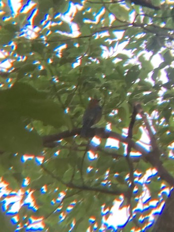 Blue-and-white Flycatcher Tokyo Port Wild Bird Park Sun, 10/16/2022