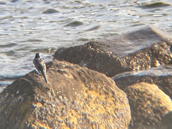 ハクセキレイ 東京港野鳥公園 2022年10月16日(日)