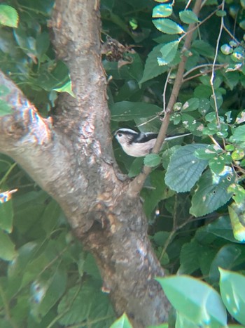 Long-tailed Tit Tokyo Port Wild Bird Park Sun, 10/16/2022