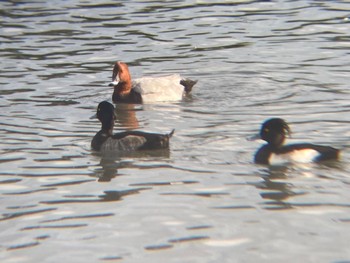 Common Pochard Tokyo Port Wild Bird Park Sun, 10/16/2022