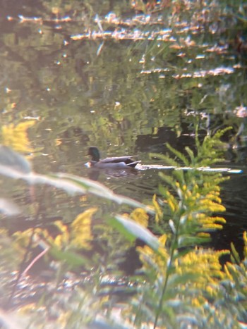 マガモ 東京港野鳥公園 2022年10月16日(日)