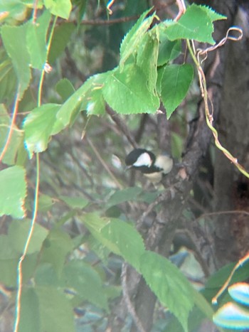 シジュウカラ 東京港野鳥公園 2022年10月16日(日)