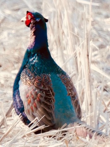 Green Pheasant 熊本県阿蘇市 Thu, 2/8/2018