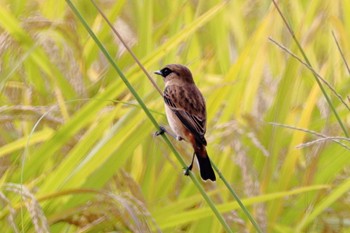 Amur Stonechat 堺市内 Sun, 10/16/2022