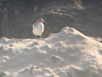 イソシギ 東京港野鳥公園 2022年10月16日(日)