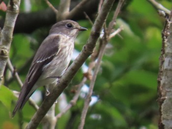 Grey-streaked Flycatcher Mizumoto Park Sun, 10/16/2022