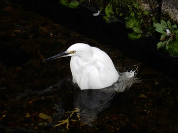 Little Egret 平和の森公園、妙正寺川 Sun, 10/16/2022