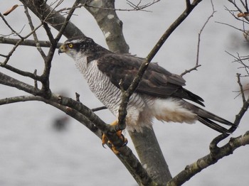 Eurasian Goshawk 熊本県阿蘇市 Thu, 11/30/2017