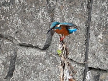 Common Kingfisher 平和の森公園、妙正寺川 Sun, 10/16/2022