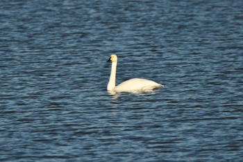 2022年10月15日(土) 伊佐沼の野鳥観察記録