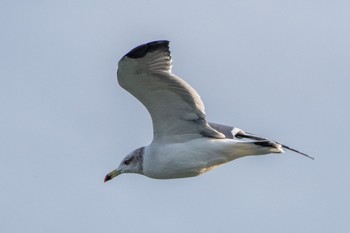 Black-tailed Gull 浜名湖 Sun, 10/16/2022