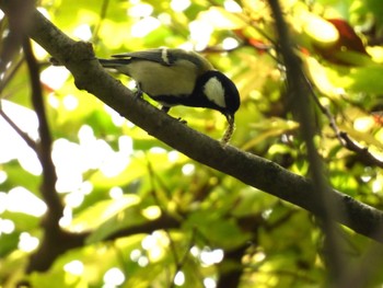 Japanese Tit Watarase Yusuichi (Wetland) Sun, 10/16/2022