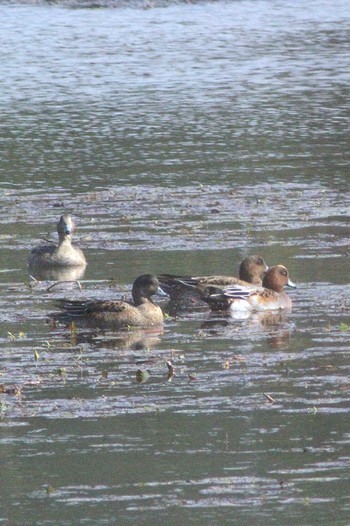 2022年10月16日(日) 常滑 玉越池の野鳥観察記録