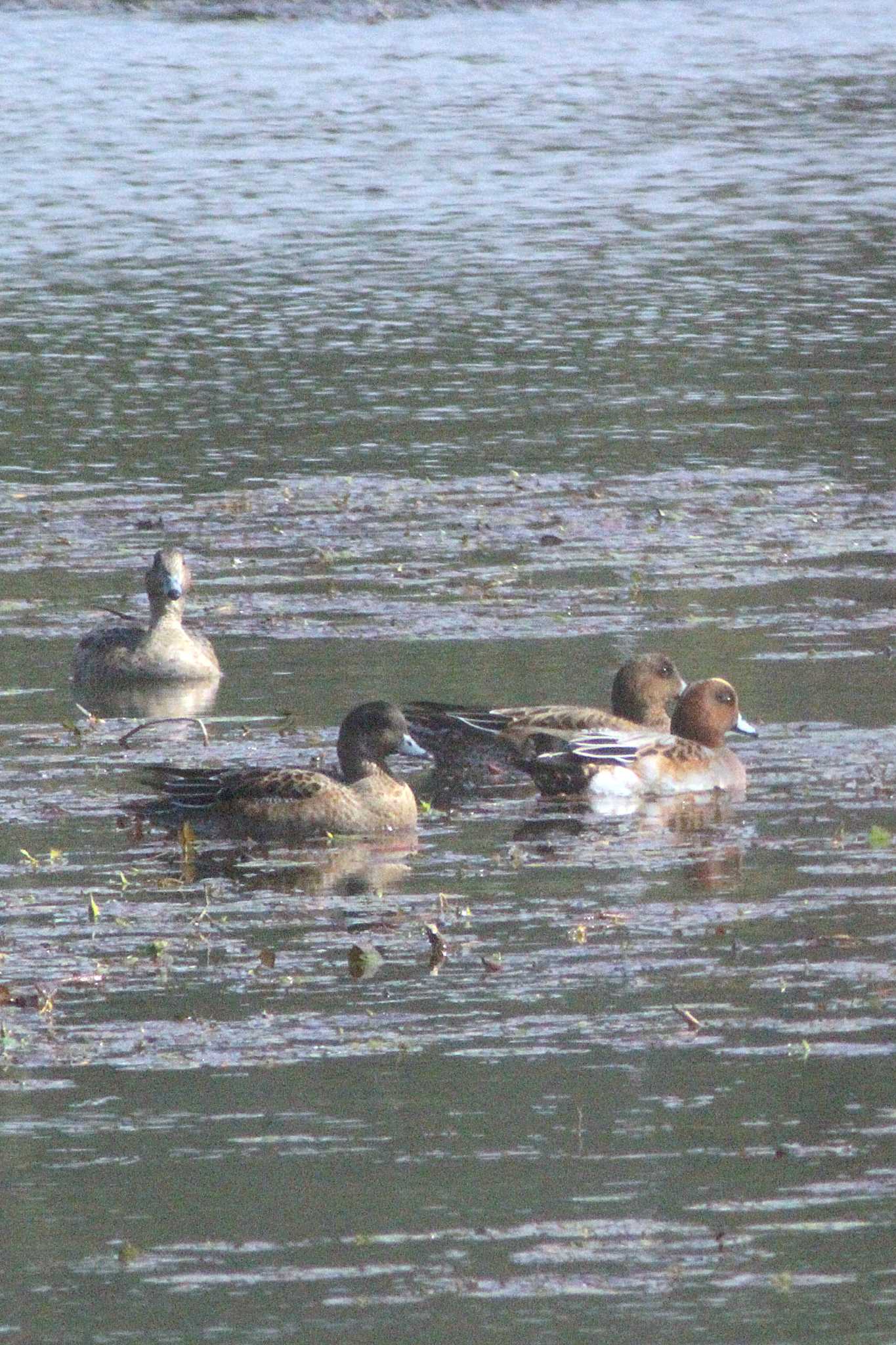 Photo of Eurasian Wigeon at 常滑 玉越池 by 佐藤 好生