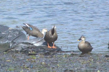 Eastern Spot-billed Duck 常滑 玉越池 Sun, 10/16/2022