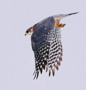 コチョウゲンボウ 熊本県阿蘇市 2018年2月1日(木)