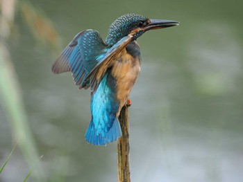 カワセミ 東京港野鳥公園 2022年10月16日(日)