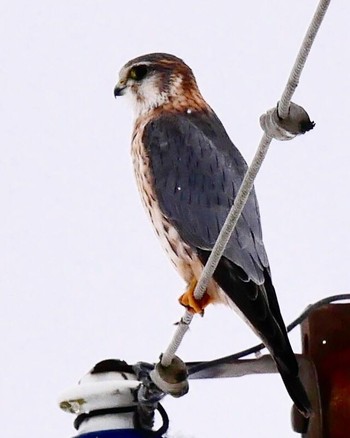 コチョウゲンボウ 熊本県阿蘇市 2018年2月1日(木)