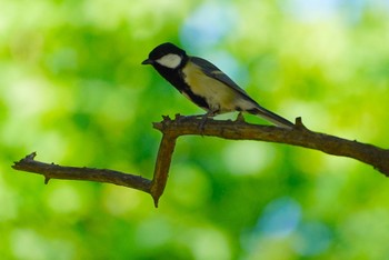 シジュウカラ 千里南公園 2022年10月16日(日)