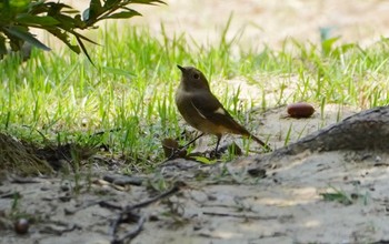 ジョウビタキ 千里南公園 2022年10月16日(日)