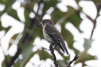 エゾビタキ 東京港野鳥公園 2022年10月16日(日)