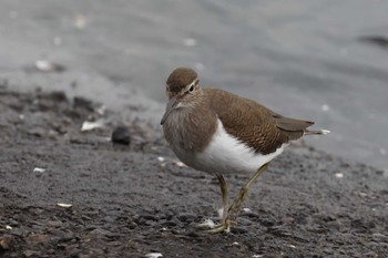 イソシギ 東京港野鳥公園 2022年10月16日(日)