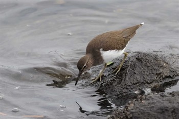 イソシギ 東京港野鳥公園 2022年10月16日(日)