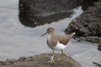 イソシギ 東京港野鳥公園 2022年10月16日(日)