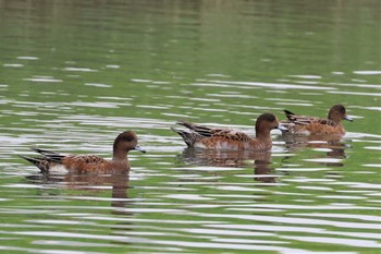 ヒドリガモ 東京港野鳥公園 2022年10月16日(日)