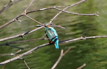 カワセミ 山田西公園 2022年10月16日(日)