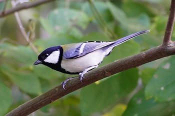 Japanese Tit 山田西公園 Sun, 10/16/2022