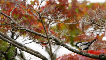 シジュウカラ こども自然公園 (大池公園/横浜市) 2022年10月16日(日)