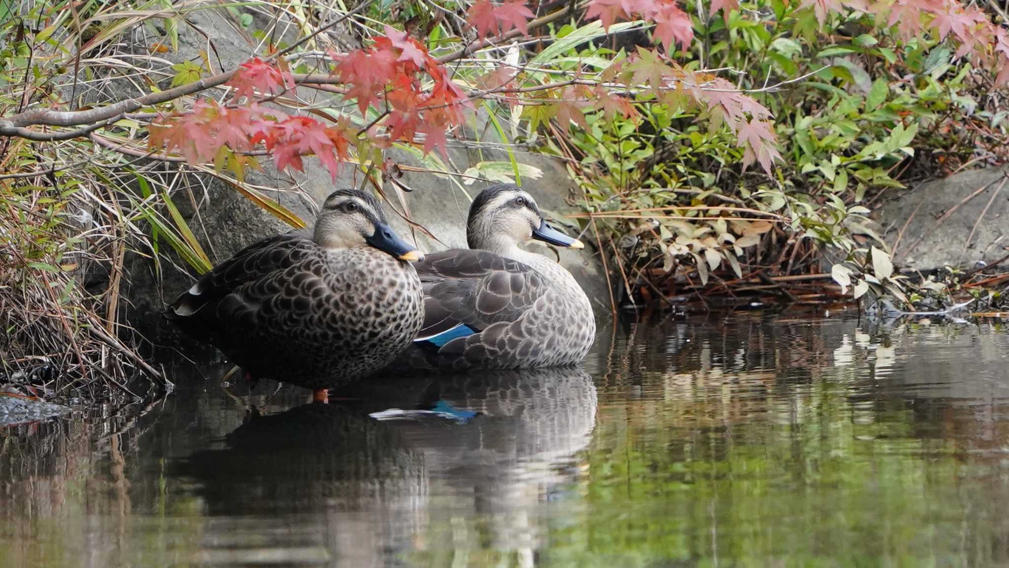 こども自然公園 (大池公園/横浜市) カルガモの写真 by tacya2