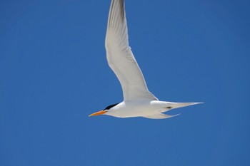 ベンガルアジサシ Michaelmas Cay 2022年10月10日(月)