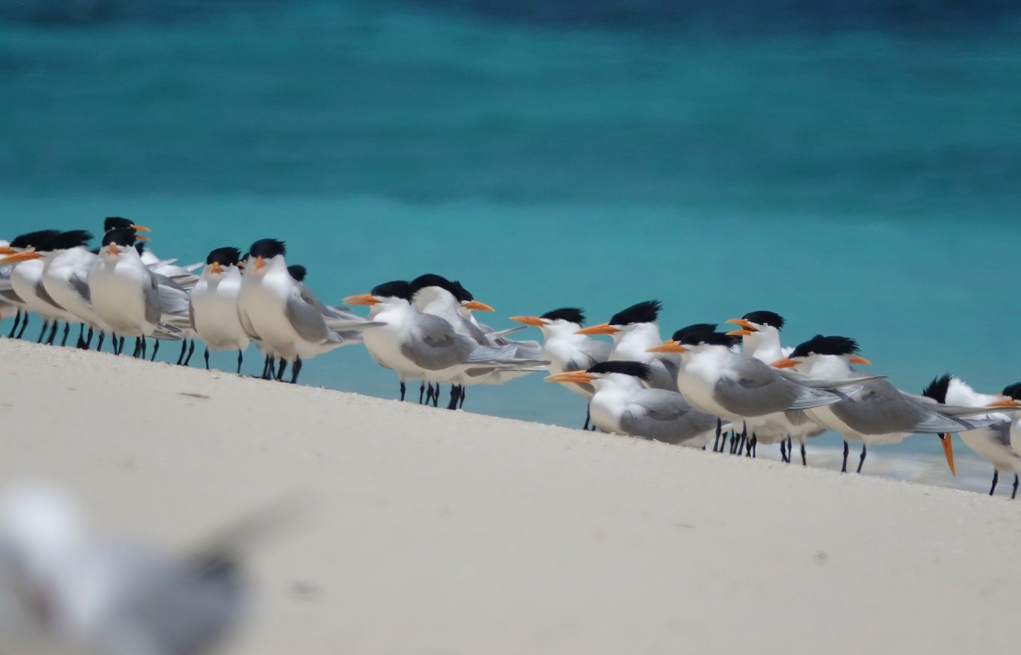 Photo of Lesser Crested Tern at Michaelmas Cay by のどか