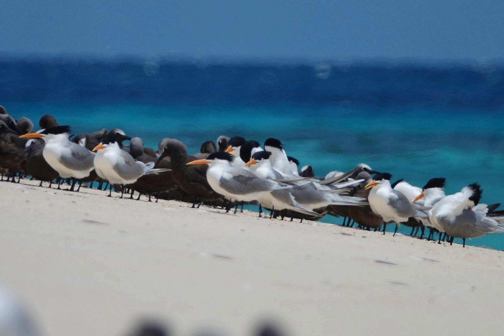 Michaelmas Cay ベンガルアジサシの写真 by のどか