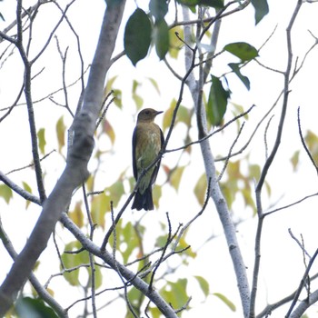 オオルリ 東京港野鳥公園 2022年10月15日(土)