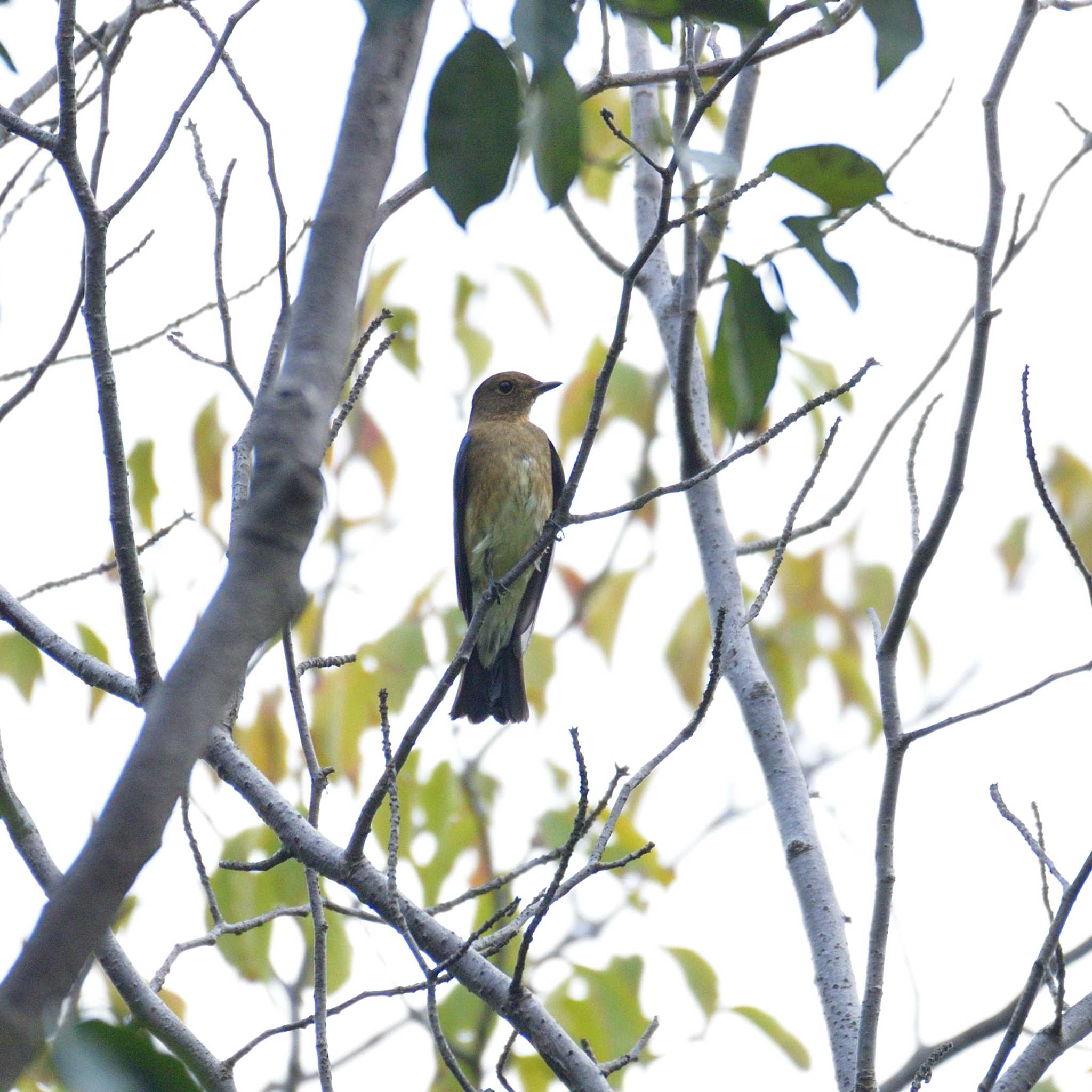 東京港野鳥公園 オオルリの写真 by 80%以上は覚えてないかも